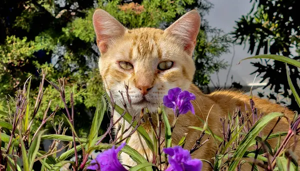 Oranje Kat Met Paarse Bloemen — Stockfoto