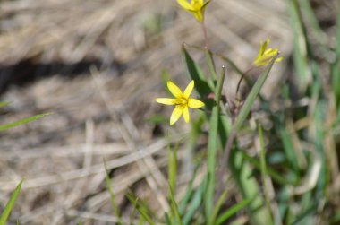 Ormanda sarı çiçekler