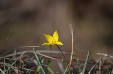 İlkbaharda sarı çiçekler.