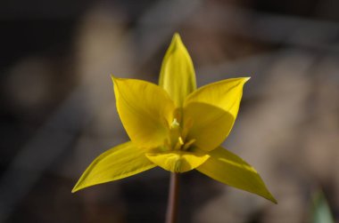 İlkbaharda sarı çiçekler.