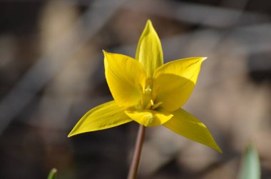 İlkbaharda sarı çiçekler.