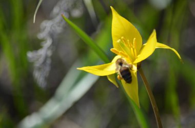 İlkbaharda sarı çiçekler.