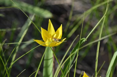 İlkbaharda sarı çiçekler.