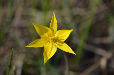 İlkbaharda sarı çiçekler.
