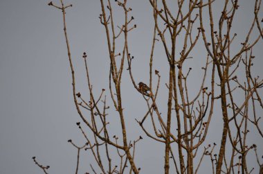 Baharda bir ağacın dallarında bir kuş.