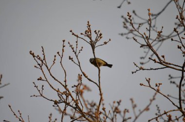 Baharda bir ağacın dallarında bir kuş.