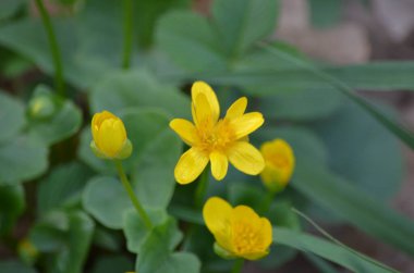 İlkbaharda sarı çiçekler.