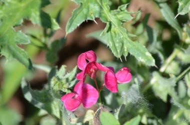ed çiçeği yakın plan