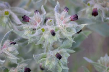 Çiçekler koyu mavi yakın çekimdir.