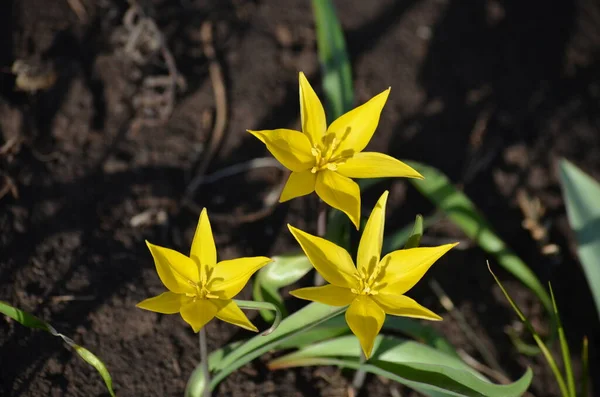            Çiçekler bahar karlarında sarıdır.