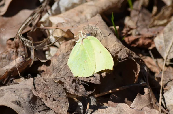 # Bahçede baharda çiçek açan böcekler #