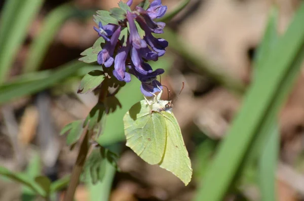 # Bahçede baharda çiçek açan böcekler #