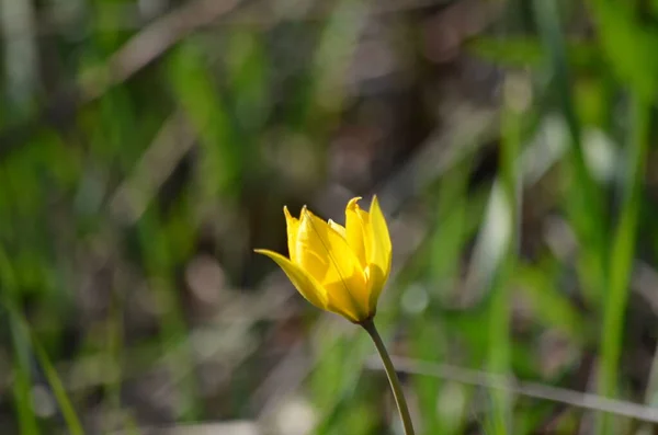 İlkbaharda sarı çiçekler.
