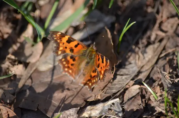 # Bahçede baharda çiçek açan böcekler #
