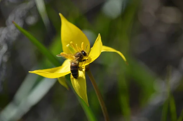 İlkbaharda sarı çiçekler.