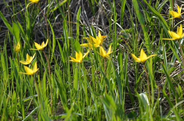 Yellow Flowers Snowdrops Spring — Fotografia de Stock