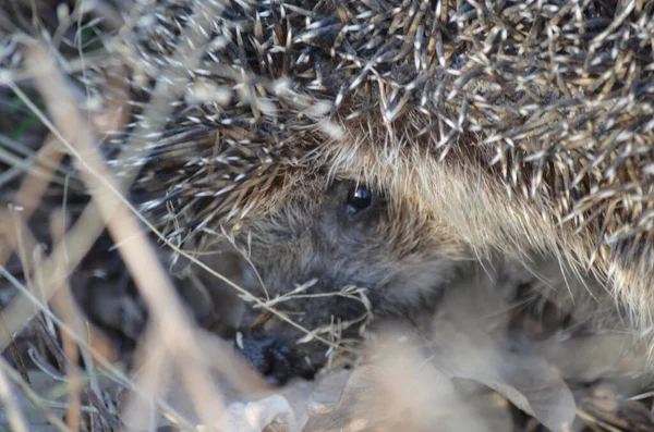 Çimlerde bir kirpi sana bakıyor.