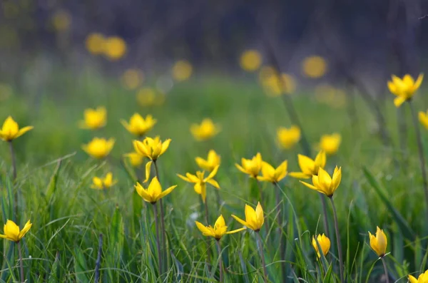Baharda sarı çiçekler