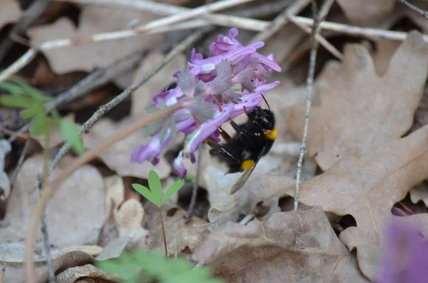 Baharda bir çiçekte yaban arısı