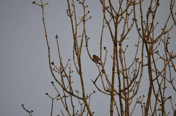 Baharda bir ağacın dallarında bir kuş.