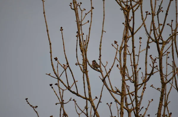 Baharda bir ağacın dallarında bir kuş.