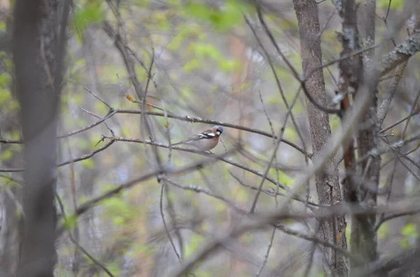 Bird Branches Tree Spring — Fotografia de Stock