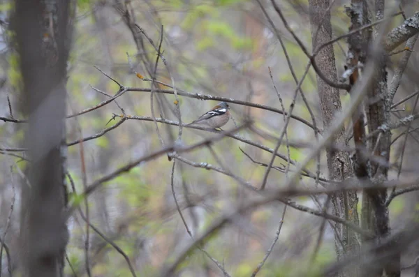 Baharda bir ağacın dallarında bir kuş.