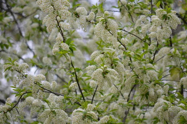 Baharda bahçede beyaz çiçekler