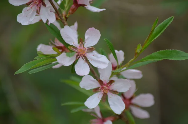 Baharda bahçede beyaz çiçekler