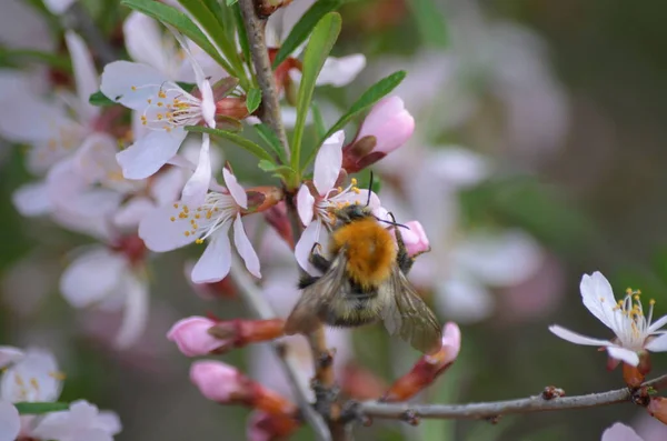 Baharda bahçede beyaz çiçekler