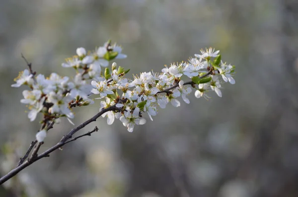 Baharda bahçede beyaz çiçekler