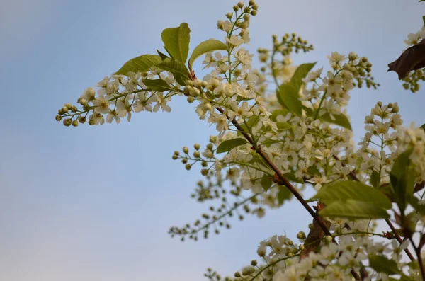 Baharda bahçede beyaz çiçekler