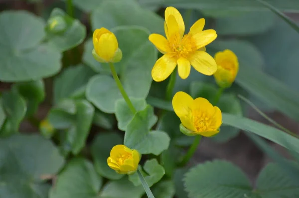 Yellow Flowers Snowdrops Spring — Fotografia de Stock