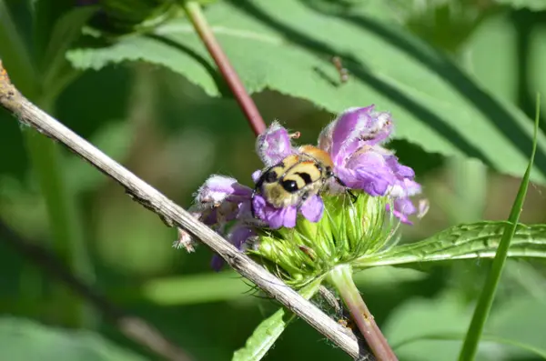 Çiçekteki yaban arısı