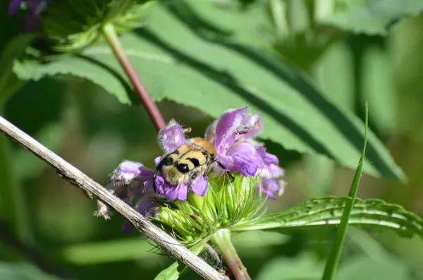 Çiçekteki yaban arısı