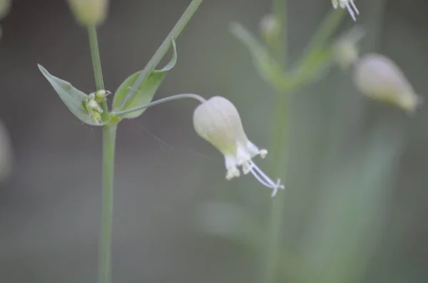 Bahçedeki beyaz çiçek