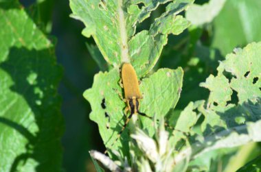 Çimenlerde uzun bıyıkları olan bir böcek.
