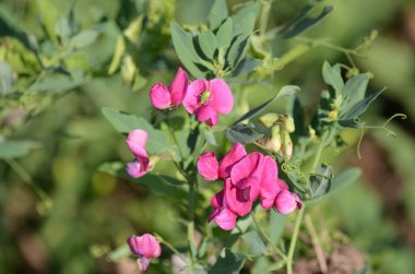 Kırmızı çiçek, yakın plan.