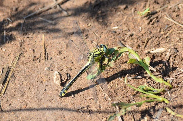 Yeşil yusufçuk yere yakın çekim yapıyor.