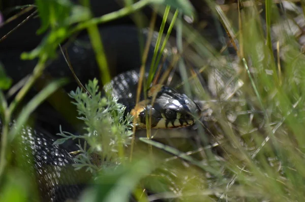 Yılan çimlerin arasına saklandı.