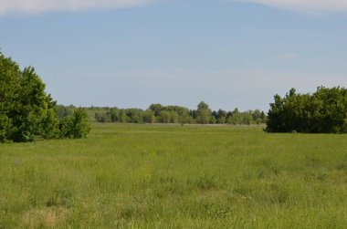 Yazın tarlada ağaçlar
