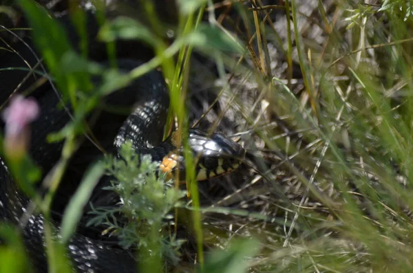 Yılan kafası çimlerde