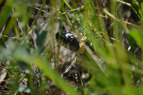 Yılan çimlerin arasına saklandı.