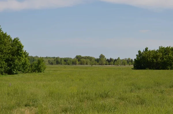 Yazın tarlada ağaçlar