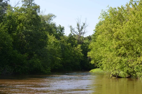 Yazın nehir kıyısındaki ağaçlar