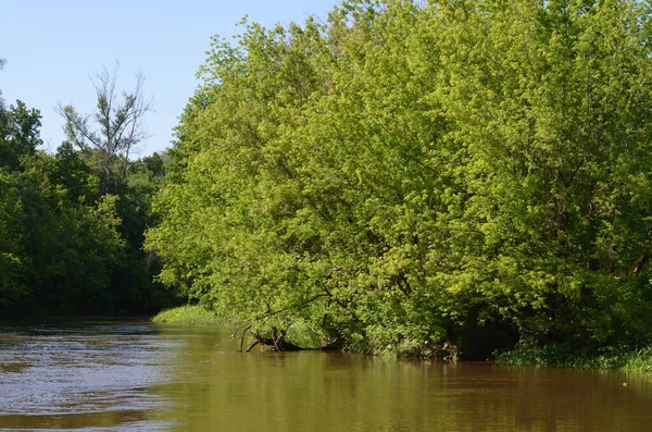 Yazın nehir kıyısındaki ağaçlar