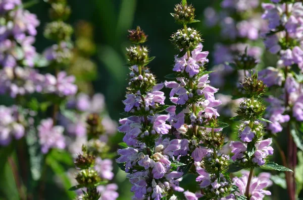 Açık mor çiçekler bahçede