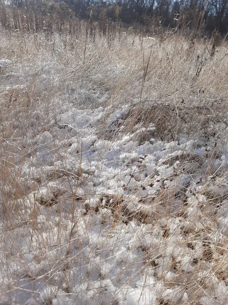 İlk kardaki kuru çimenler.