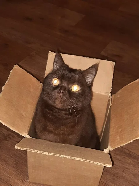 Gato Marrón Con Ojos Amarillos Una Caja Cartón —  Fotos de Stock