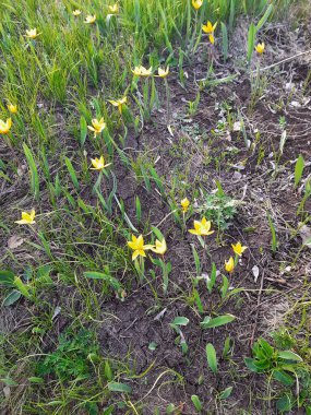 Ormanda sarı bahar çiçekleri